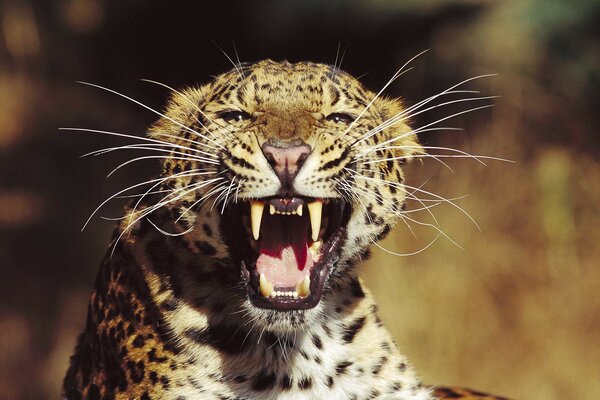 Sharp teeth cheetah mouth