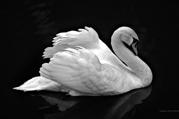 Cisne blanco sobre fondo blanco y negro