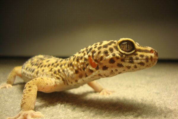 Photo of a spotted lizard with a black eye