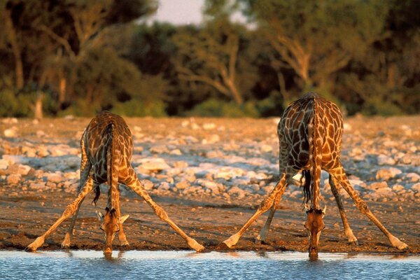 Two giraffes with their legs apart drink water