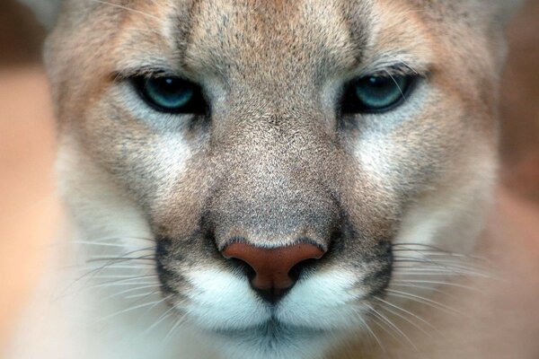 The serious muzzle of an adult cougar