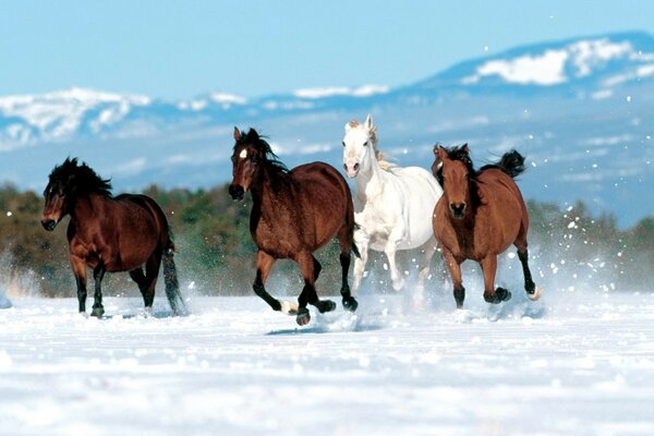 Troupeau de chevaux dans un champ de neige