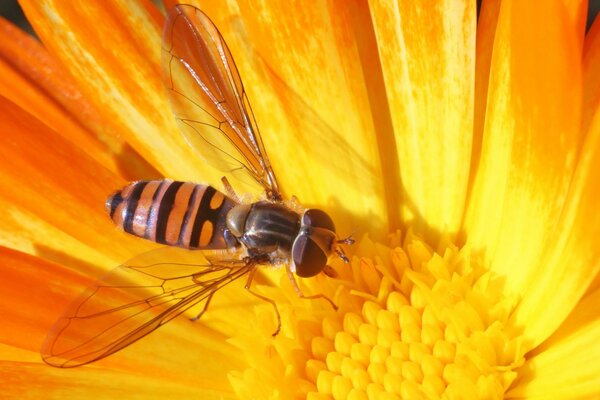 Avispa inusual sobre un fondo amarillo en una fotografía macro