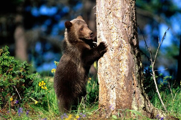 Oso afila sus garras contra el árbol severamente