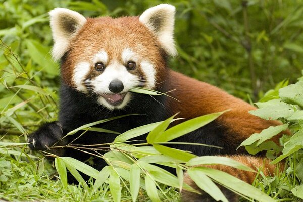 Prototipo del logotipo de Firefox Panda rojo mastica hojas