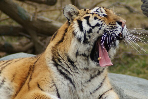 An adult tiger yawns with its mouth wide open