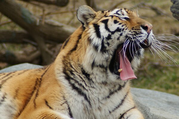 Adulto tigre gapes apertura ampia bocca