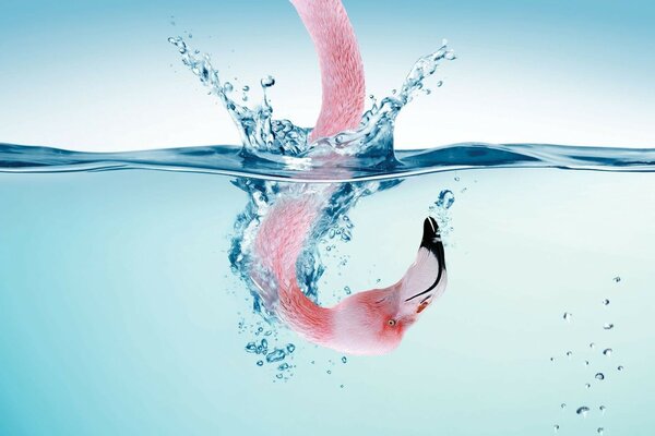 Розовый фламинго вверх лапами в воде