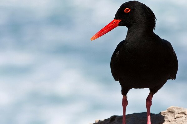 Foto des schwarzen Vogels der Kulik-Elster mit rotem Schnabel