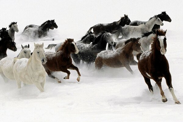 Caballos salvajes en la nieve