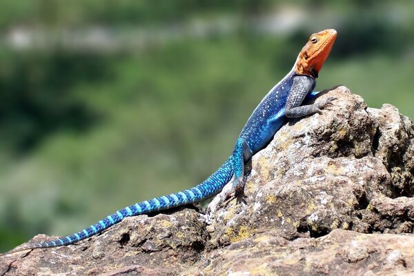 A multicolored lizard crawls on a stone