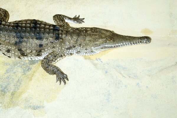 Crocodile lying on a white floor