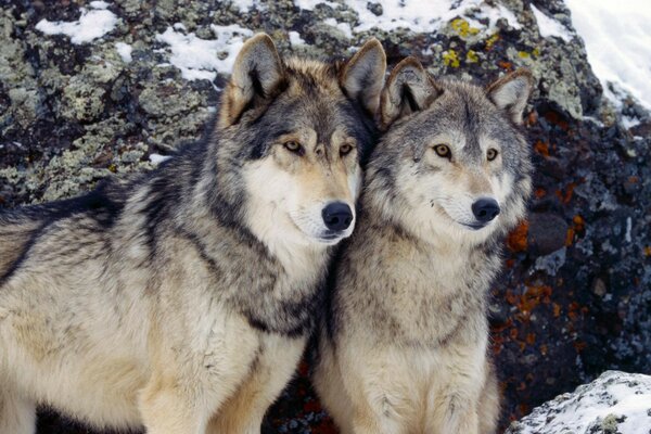 A pair of wolves in winter in the snowy mountains