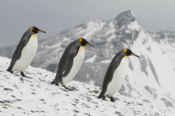 Penguins walk on a Snow-covered slope
