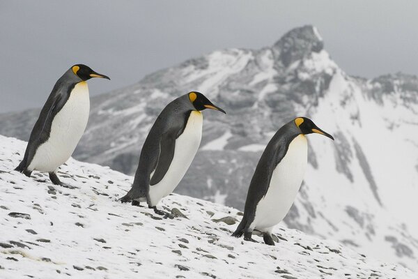 Un paseo de pingüinos por una ladera cubierta de Nieve