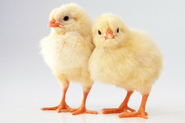 Two chickens on a white background