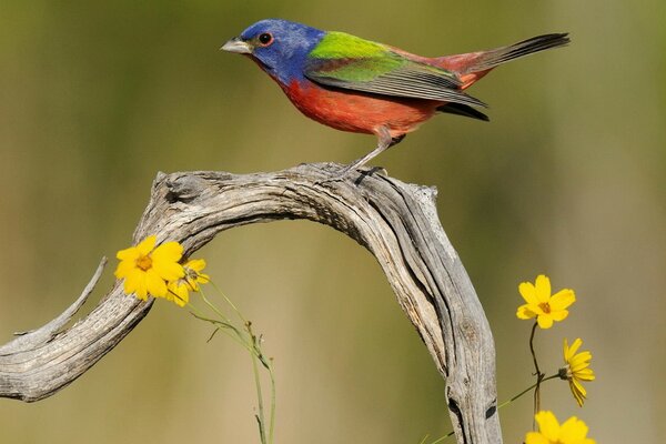 Ein bunter Vogel auf einem Ast mit gelben Blüten