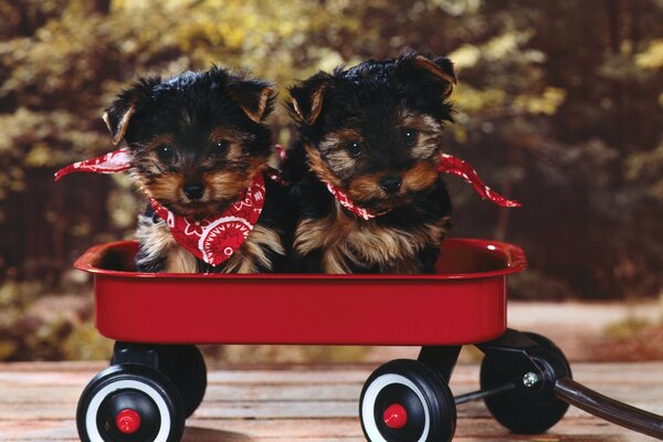 Dos cachorros sentados en un carrito