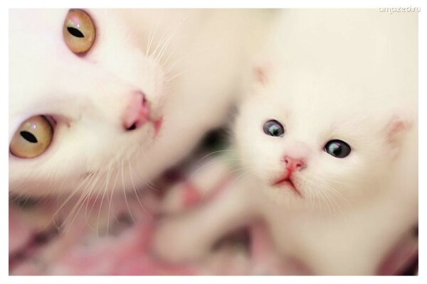 A white cat with a small kitten