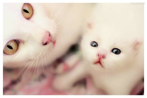Gatto bianco con piccolo gattino