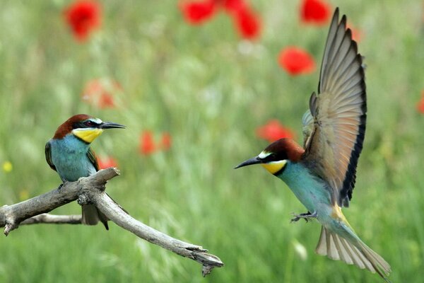 Fotografia di uccelli in volo con le ali aperte