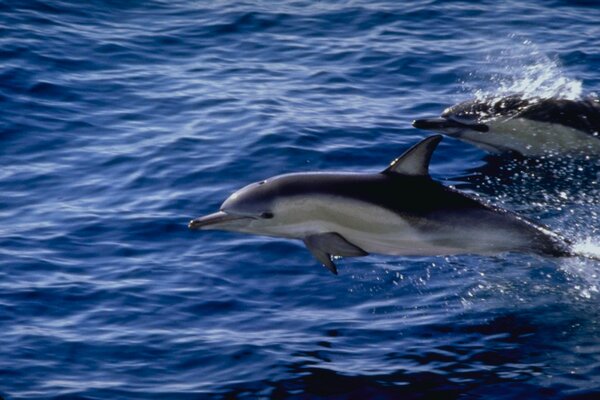 Dos delfines sobre el agua de mar