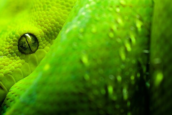 L occhio spaventoso del serpente verde