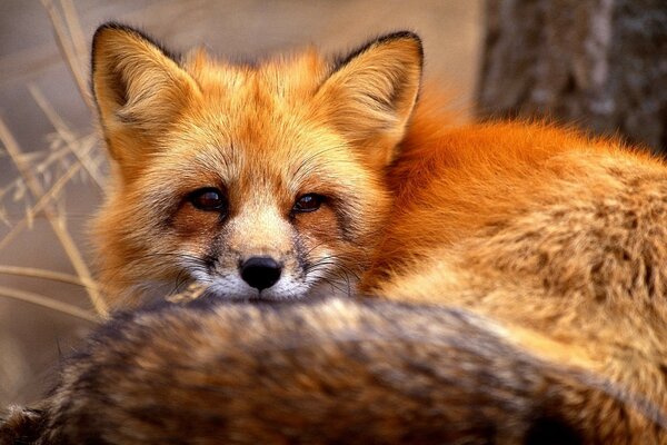 The orange fox looks and rests