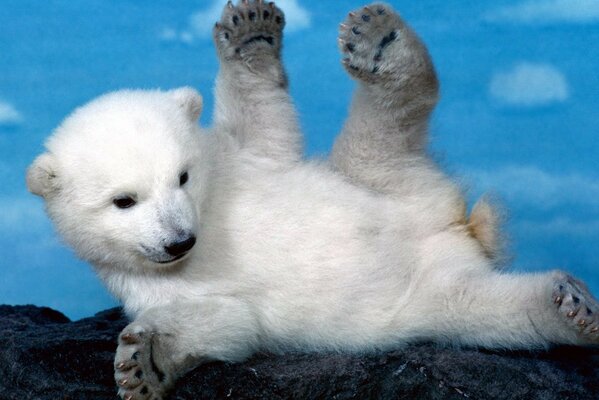 The white bear cub is lying on its side