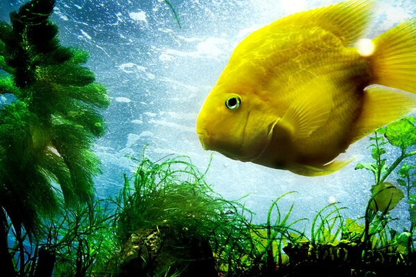 There is a yellow fish in the ocean