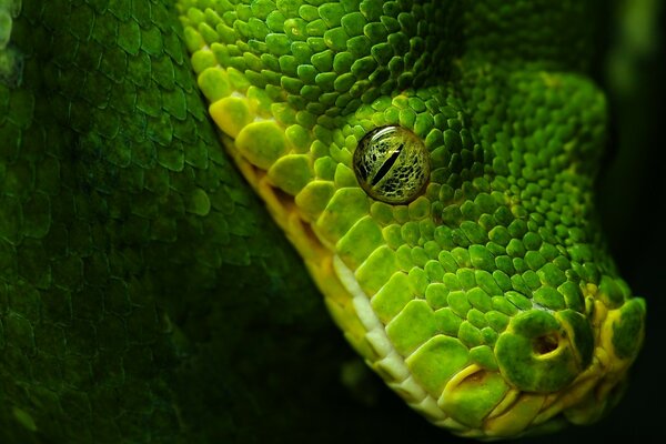 A green snake with a black eye