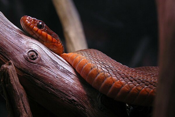 Serpent rampant sur la branche lentement