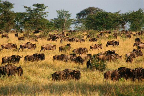 Rebaño en África transición artiodáctilos