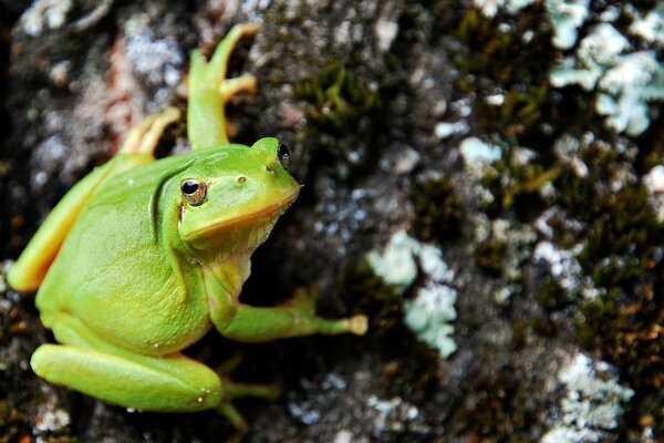 A green frog is sitting on a tree