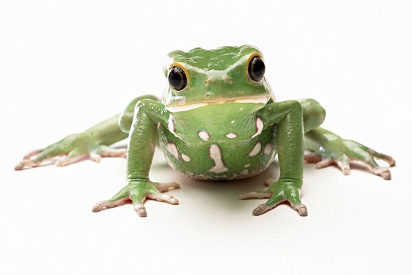 Grenouille verte sur fond blanc