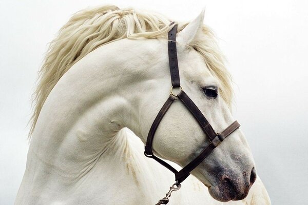 Beau cheval blanc regarde sur le côté