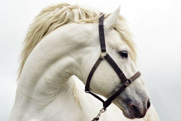 Piękny biały koń patrzy w bok