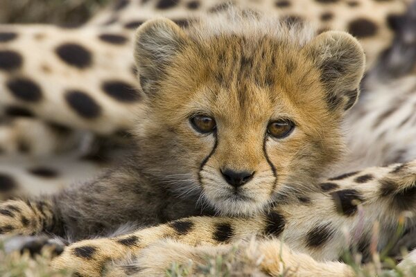 Petit léopard en été en Afrique