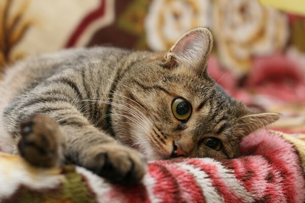 Simpatico gatto soriano che riposa dopo cena