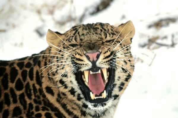 Una sonrisa con el rugido de un lince sobre un fondo nevado