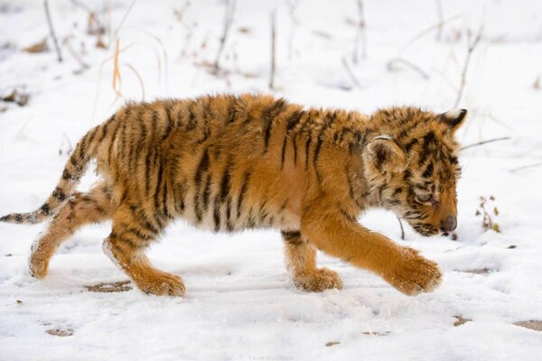 A little tiger cub walks in the snow