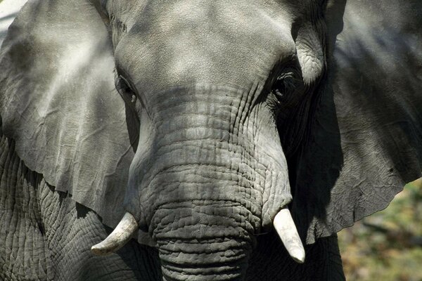 Elefant in freier Wildbahn