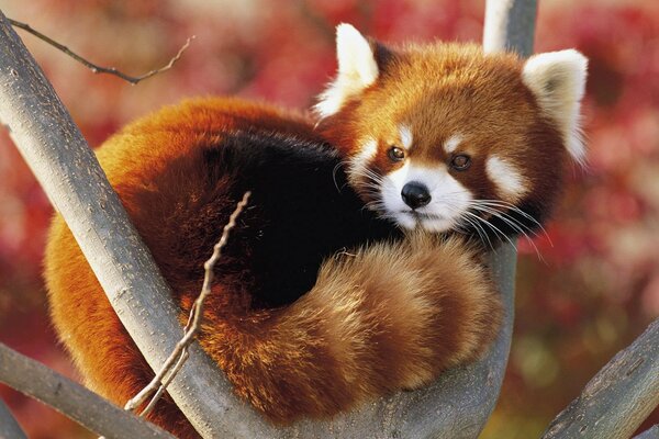 Red raccoon on a tree