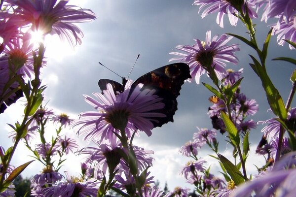 Mariposa entre las flores de verano contra el cielo