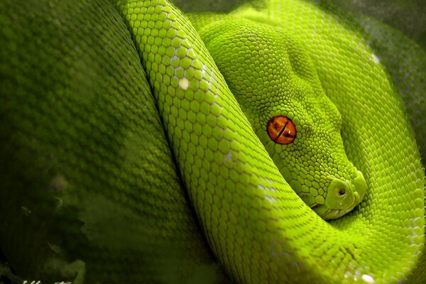 La serpiente verde se envuelve y duerme