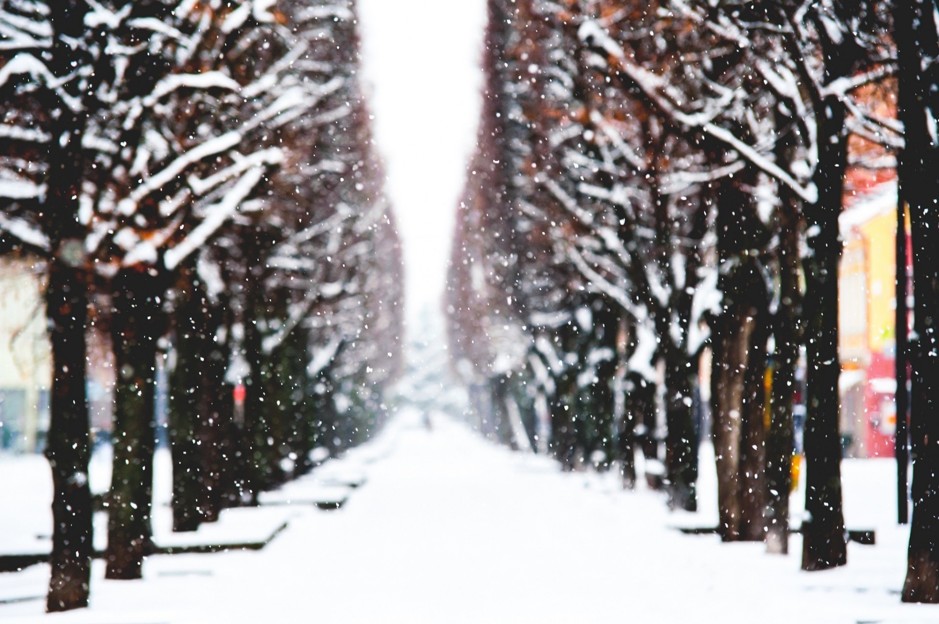 kaunas tree town poland snow alley winter