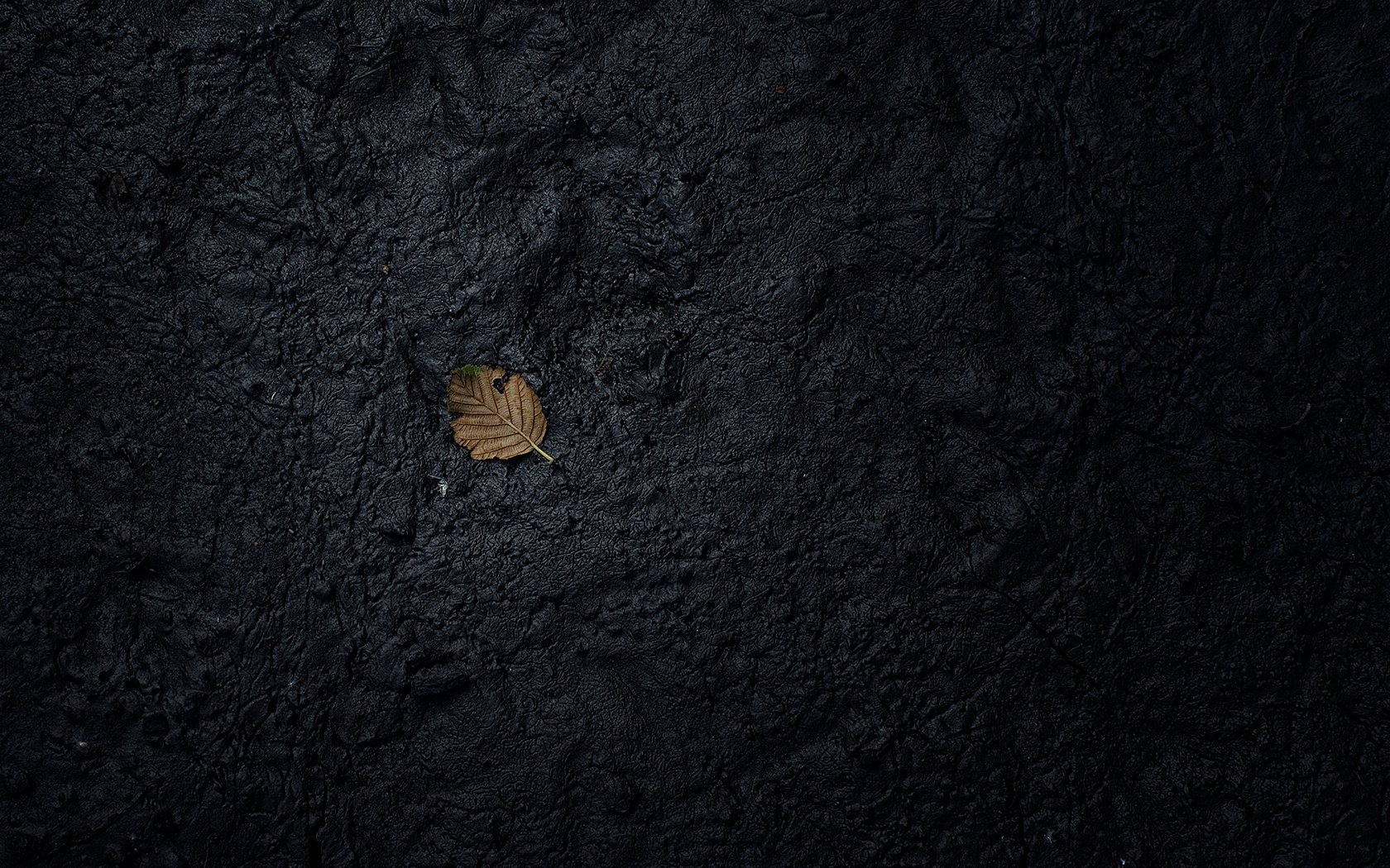 black earth dry leaf texture macro wallpaper