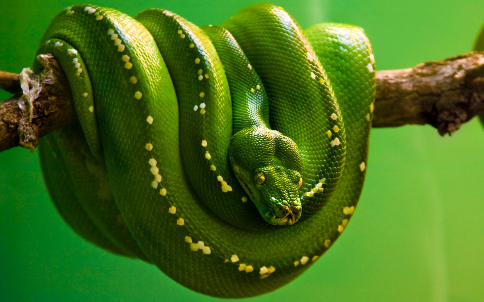 green skunk on a branch