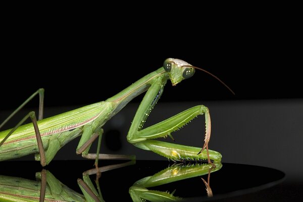 Mantis auf dem Wasser in Makroaufnahmen