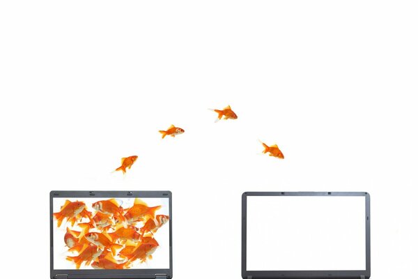 Goldfish jump from a black laptop to a white one